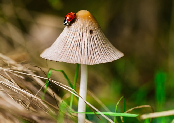 Ladybird on mushroom