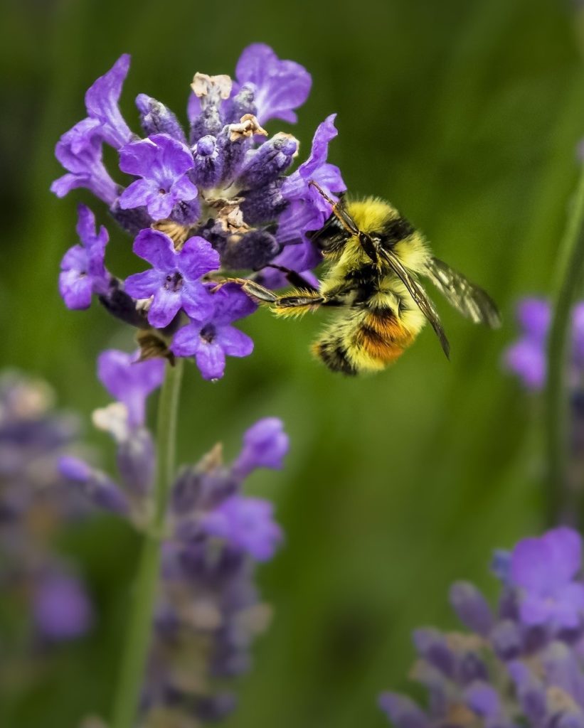 Bee on lavender crop