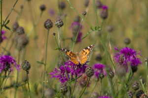 Painted Lady butterfly on thistle