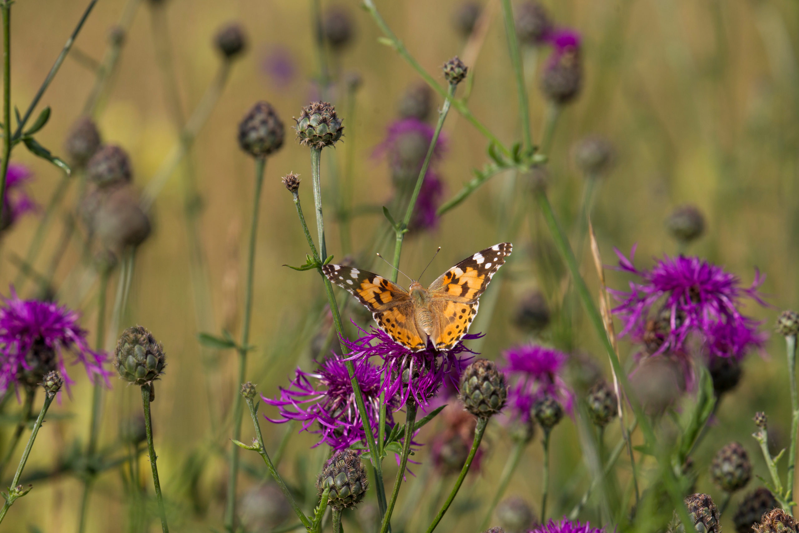 Painted Lady butterfly on thistle