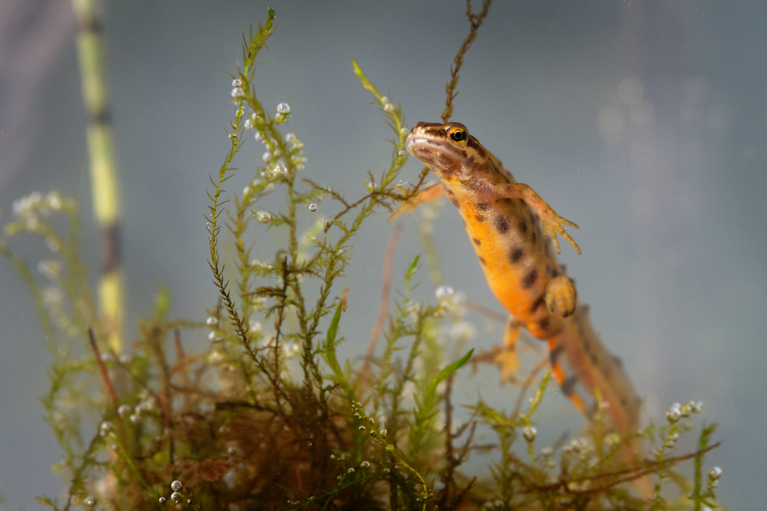 Smooth Newt