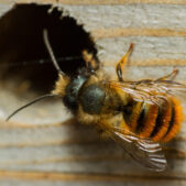 Red Mason Bee