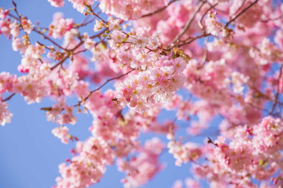 Cherry Blossom