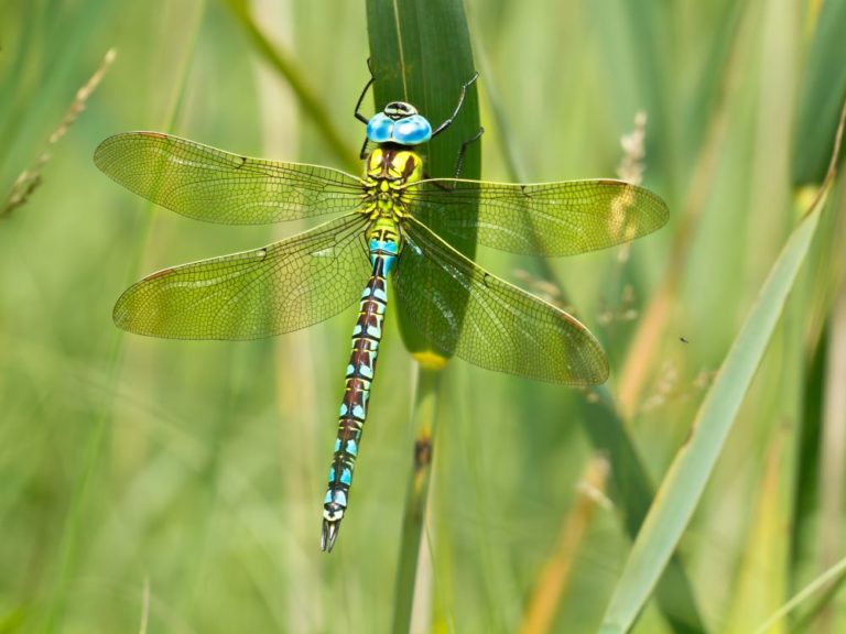 Dragonfly in natural habitat