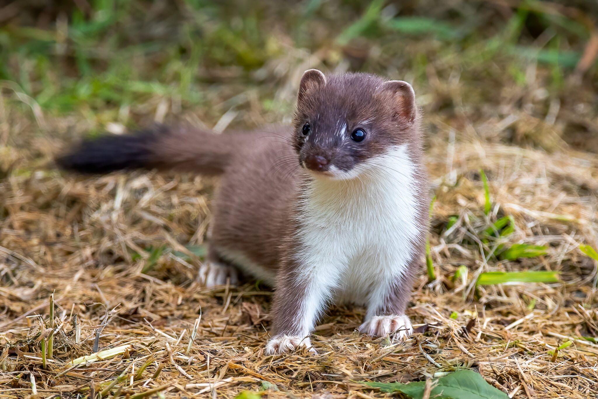 December Wildlife | Stoats & How To Build A Hoverfly Lagoon | BioScapes