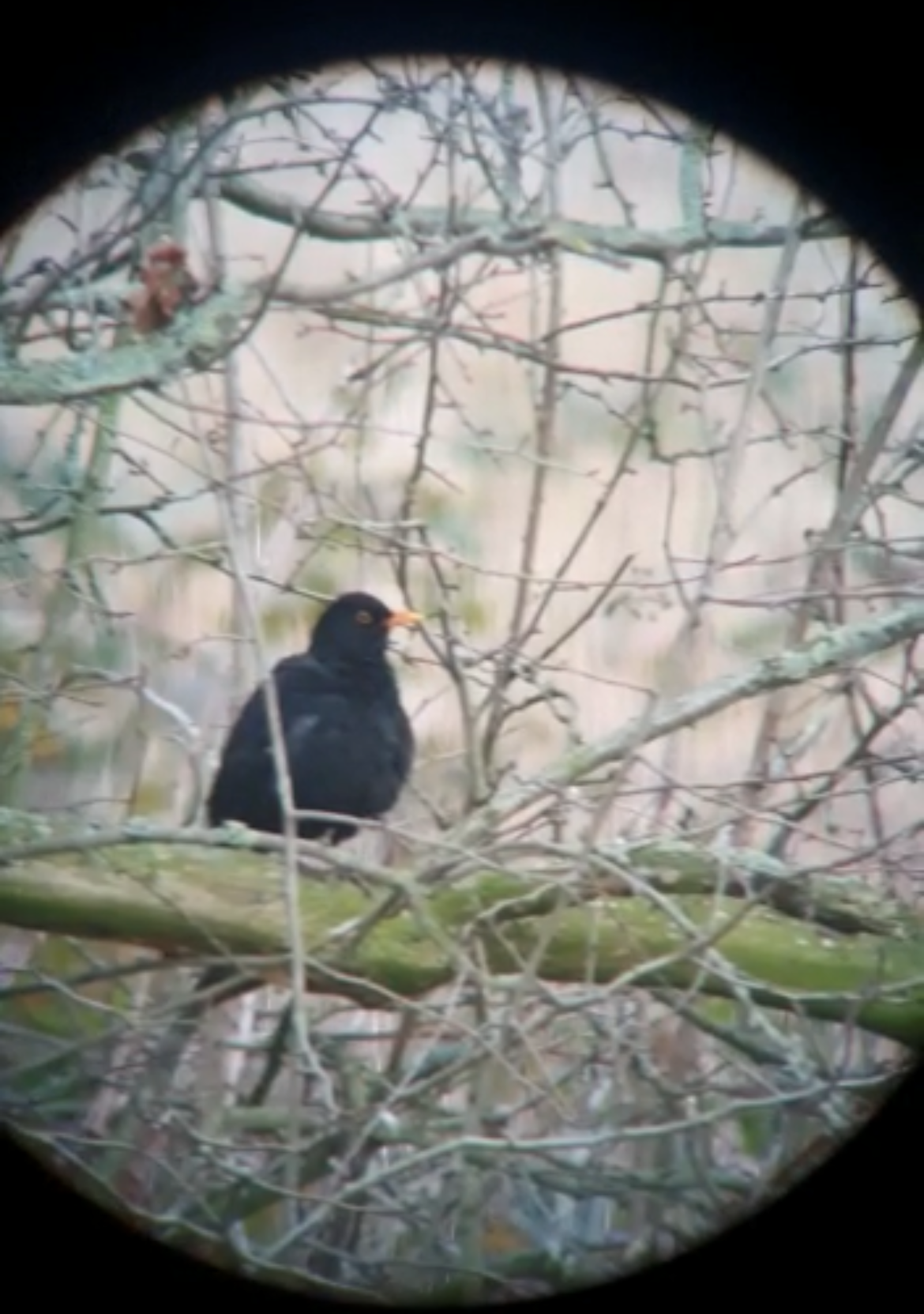 blog - blackbird on tree