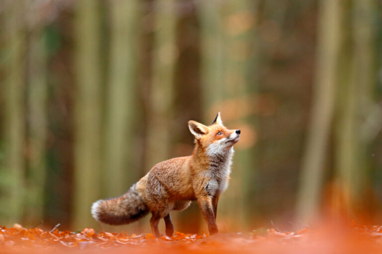 blog -fox