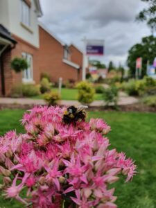 Bee on a flower on a housing development.