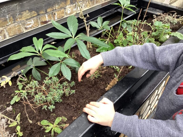Image of a school pupil planting up a BioScapes SuDS & BNG planter at Holy Cross School, Fulham